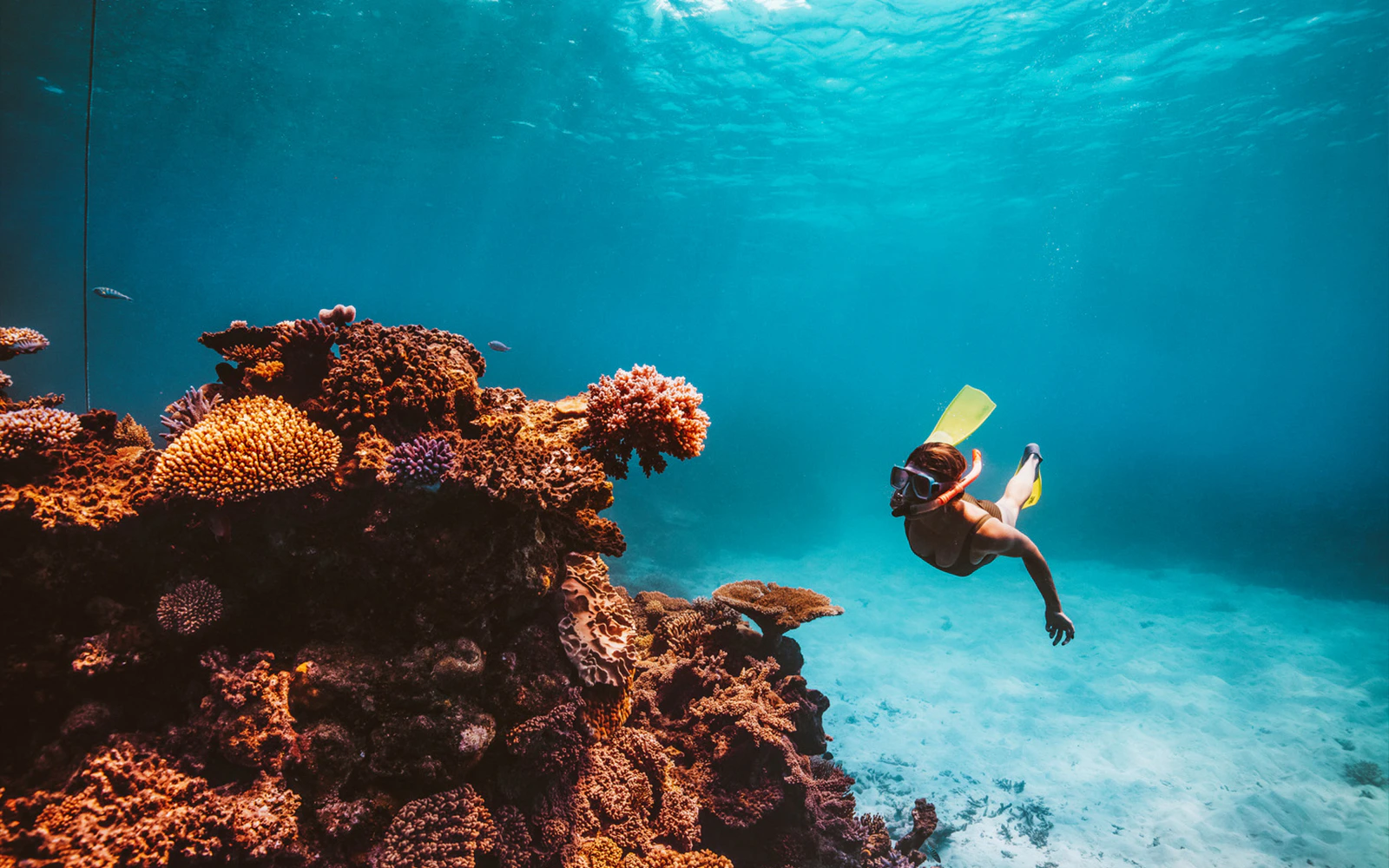 Airlie Beach Snorkeling Tours