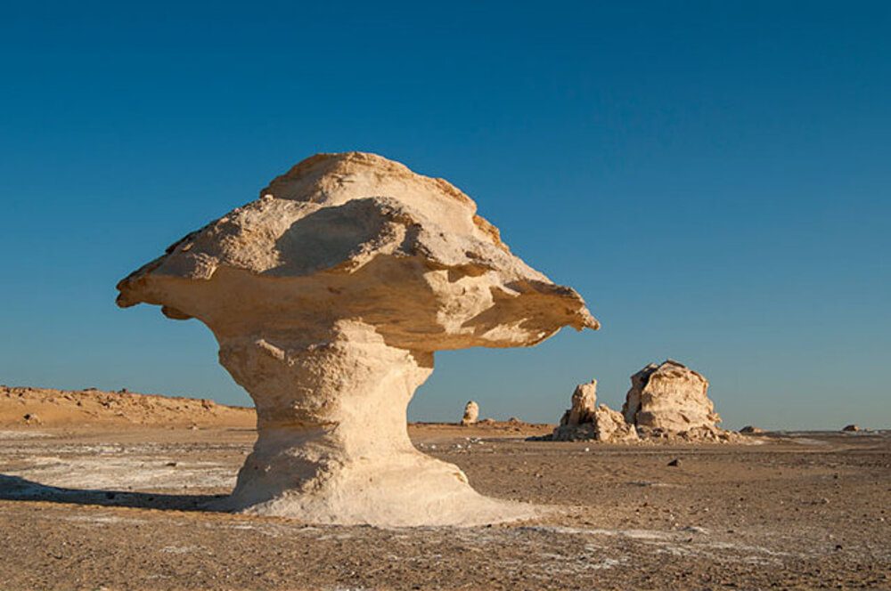 Chicken and Mushroom Formation