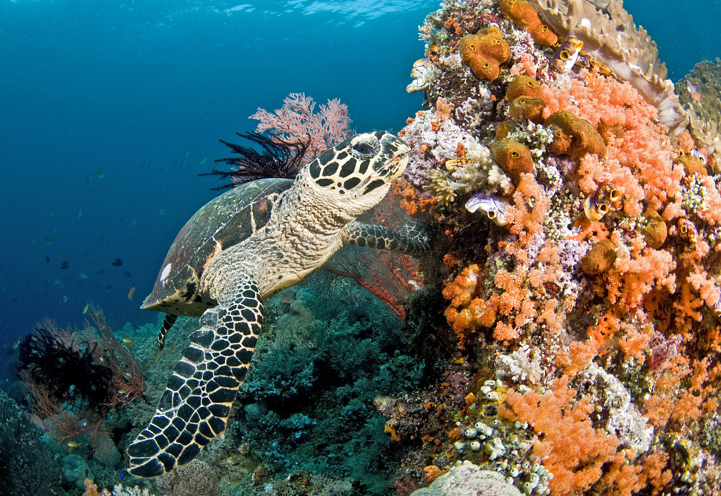 Fujairah Snorkeling