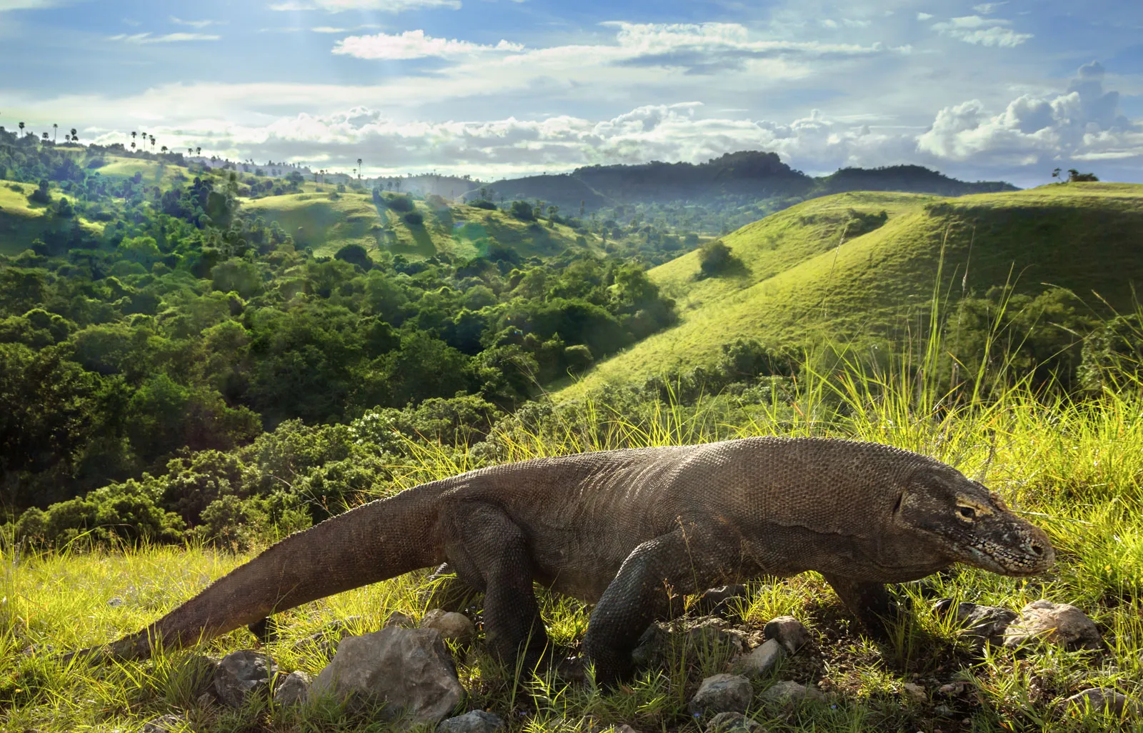 Komodo Dragon Trail