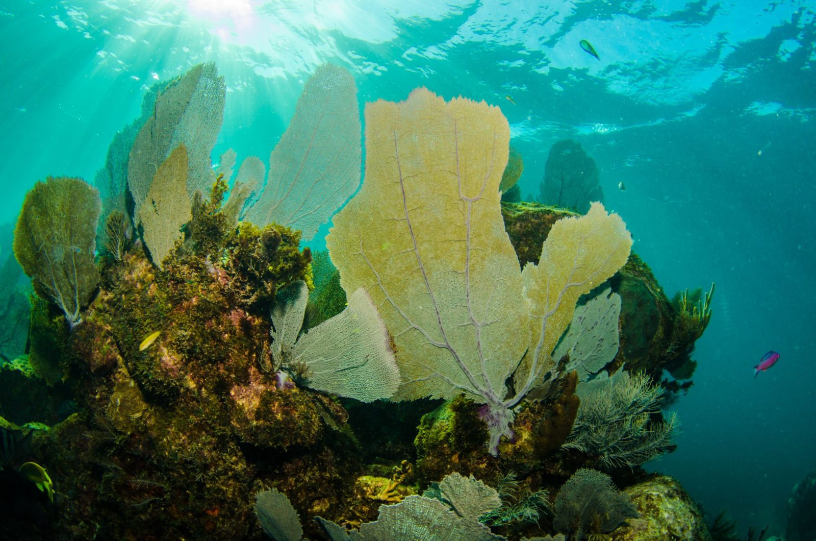 Manchones Reef
