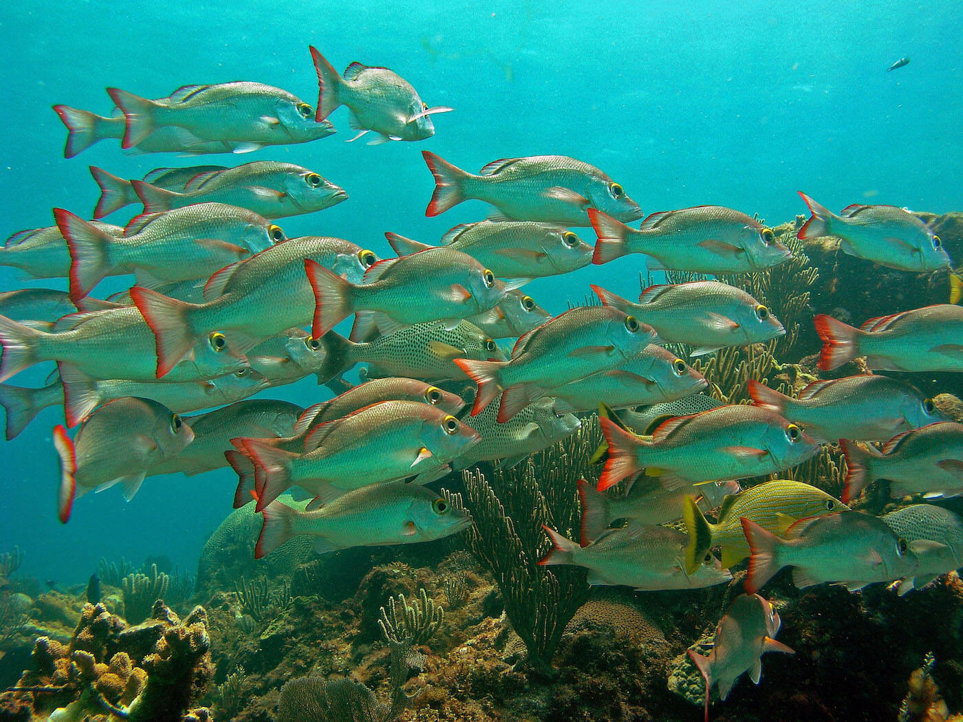 Manchones Reef