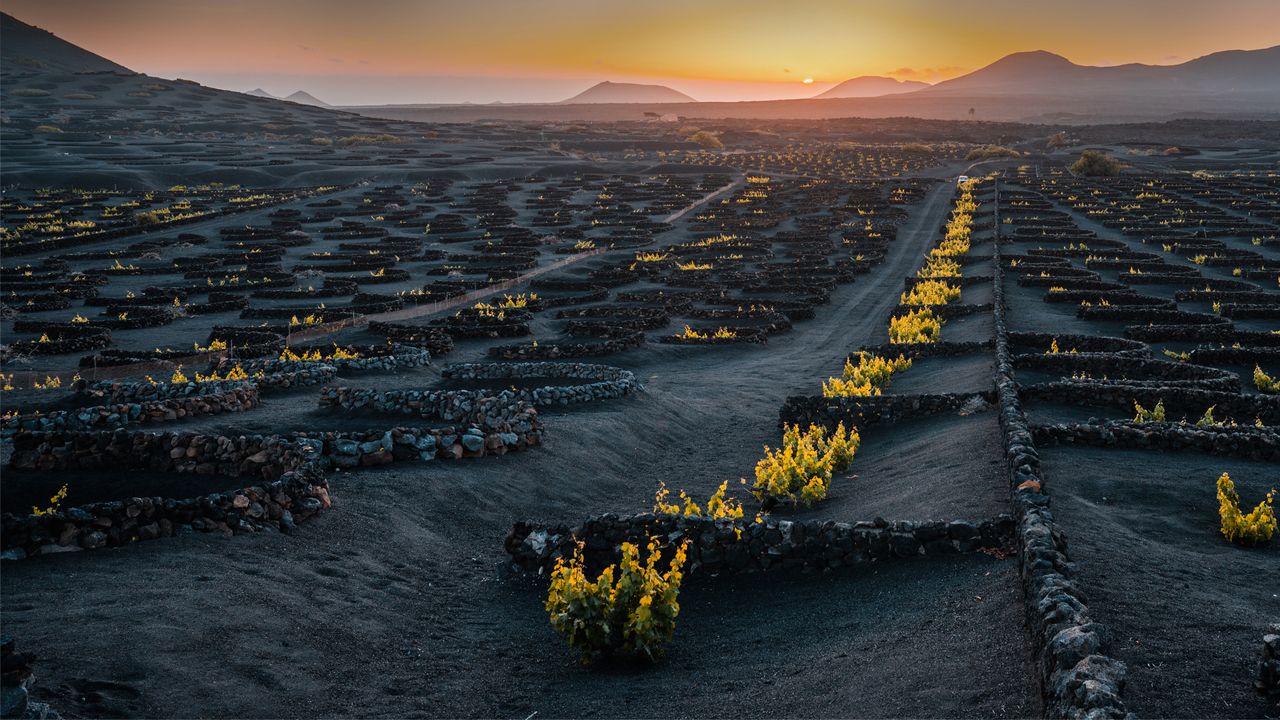 La Geria Vineyards
