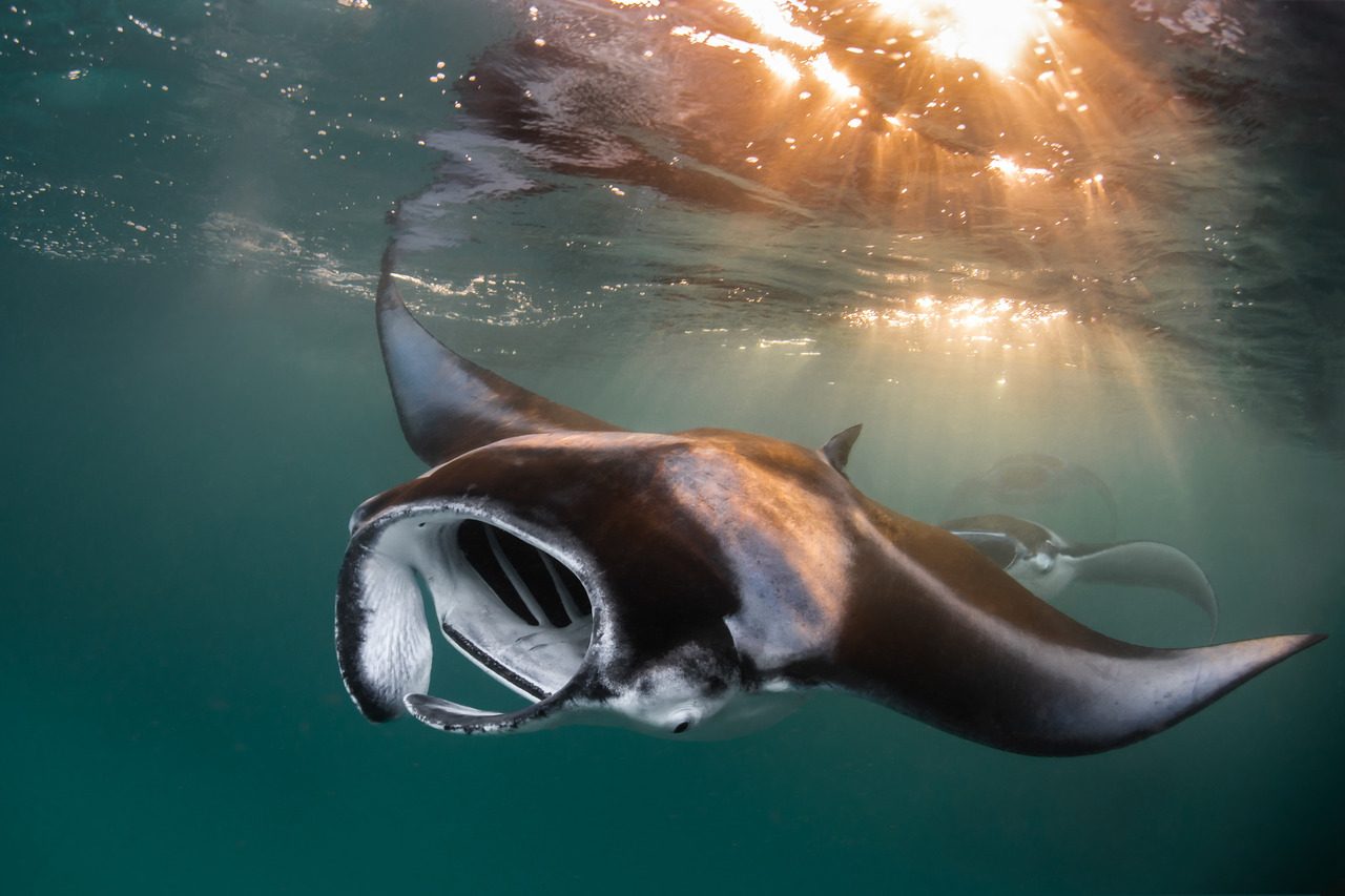 Manta Ray Bay