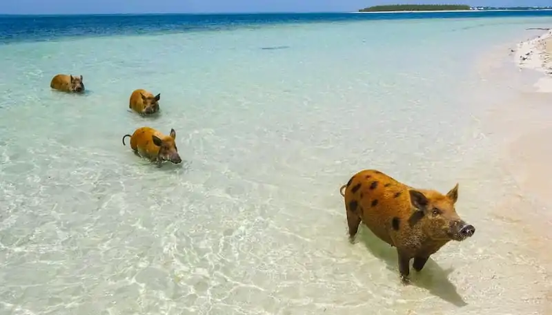Northern Sandbar
