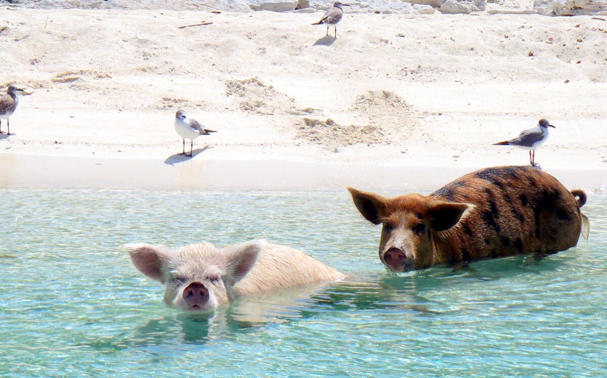 Sunbathing Cove