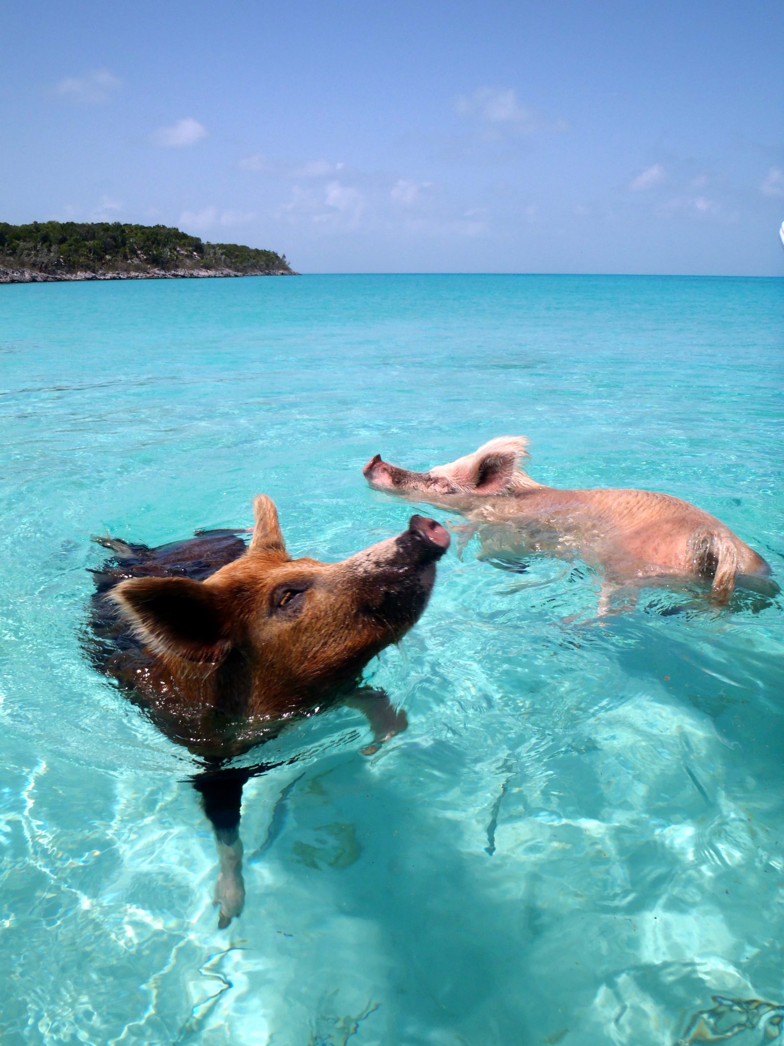Pig Beach Bahamas Tour