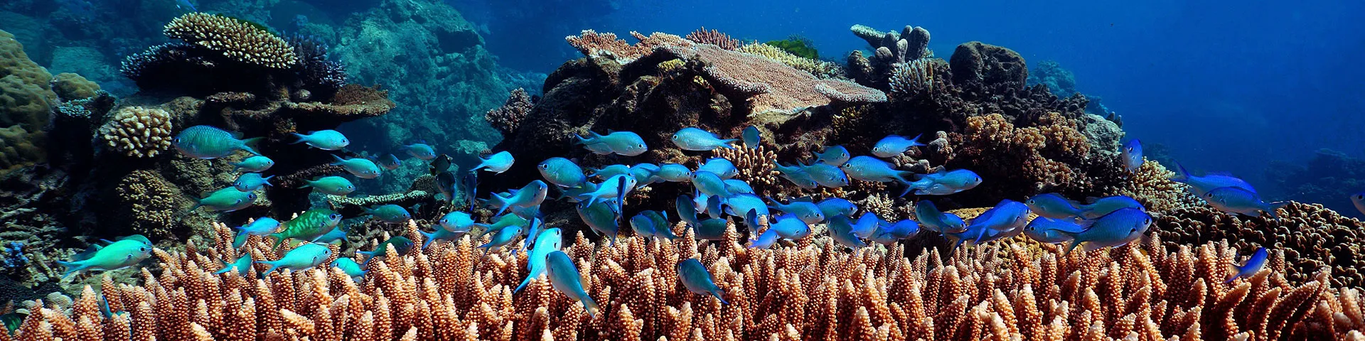 Thetford Reef