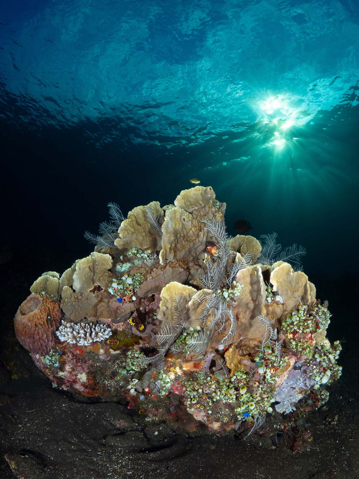 Coral Garden shallow reef