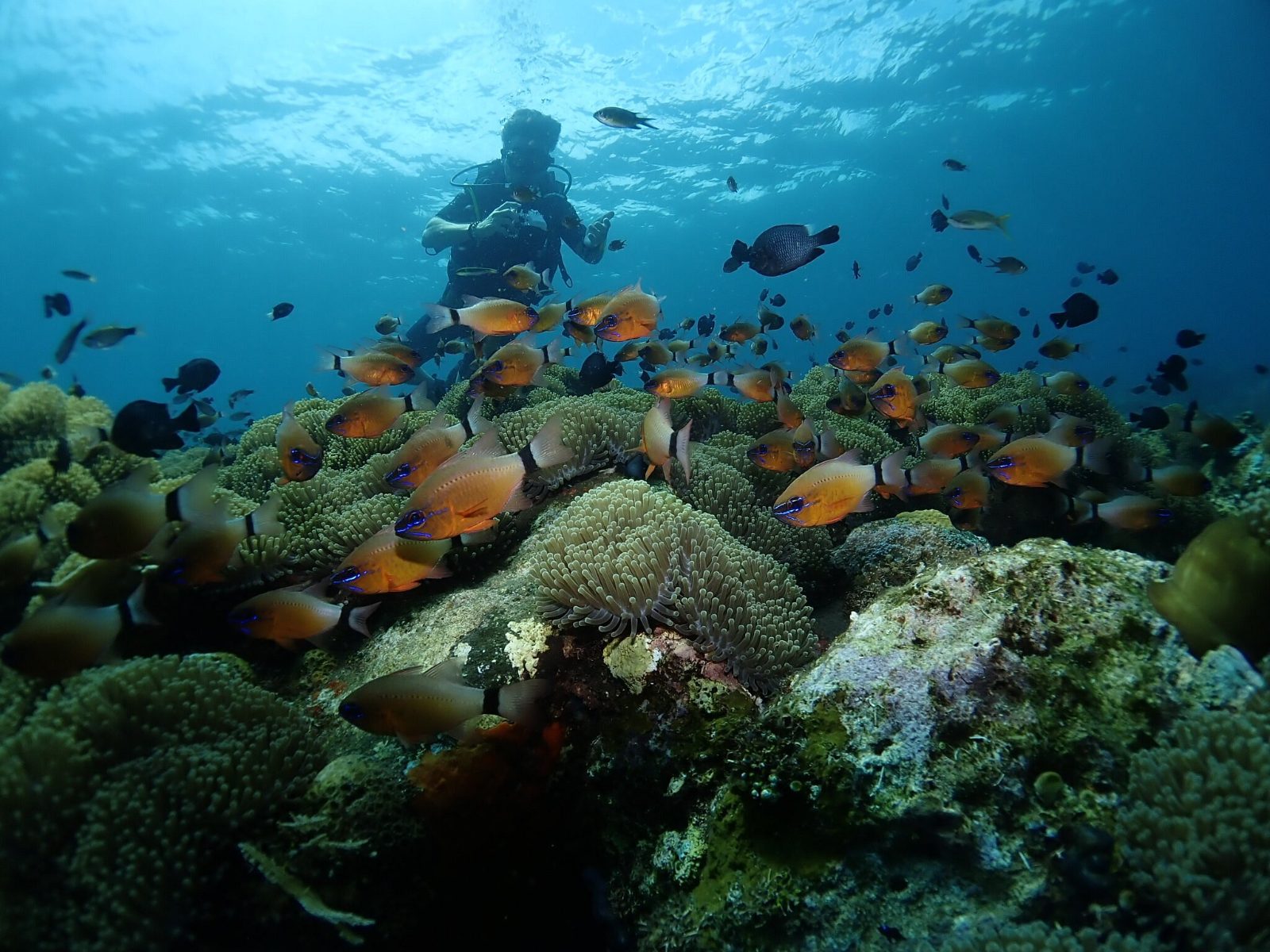 Coral Garden