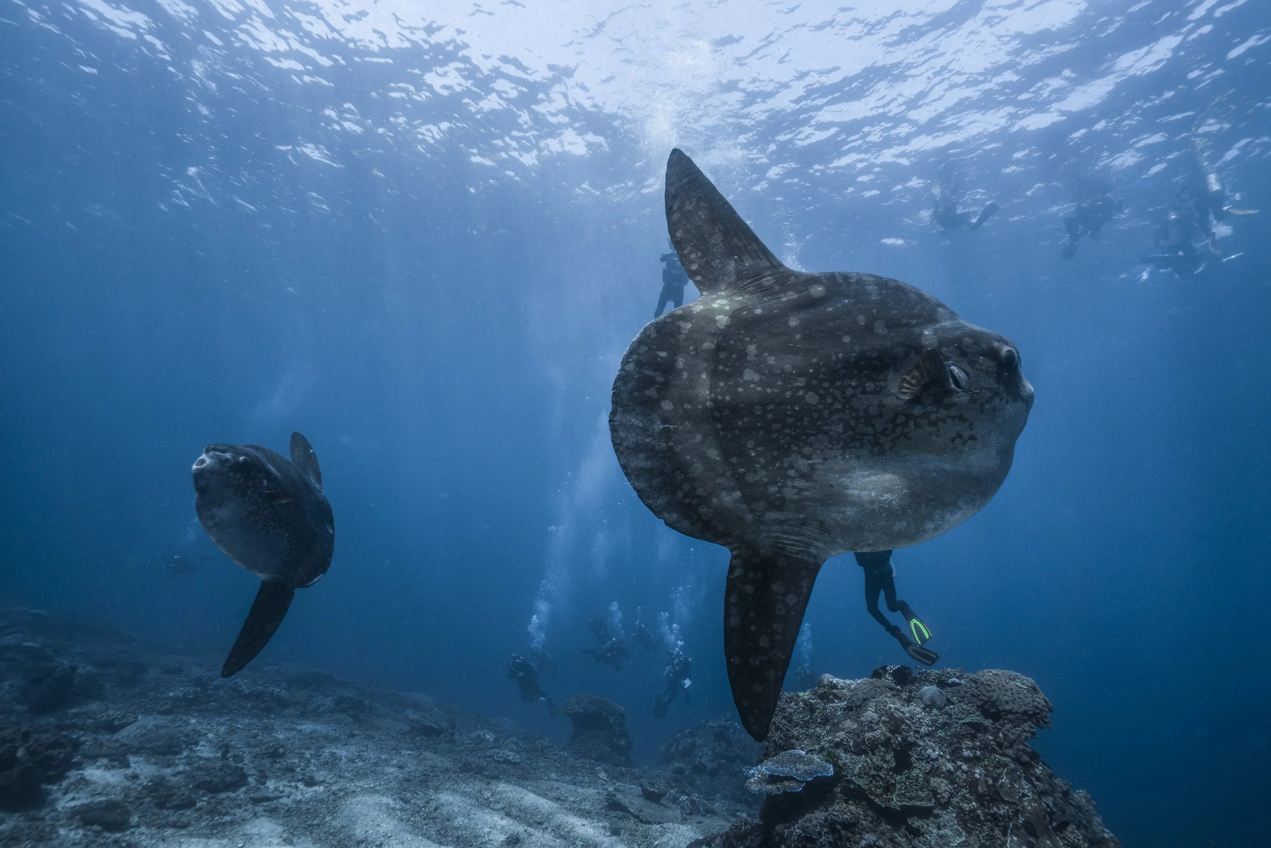 Crystal Bay Mola Mola