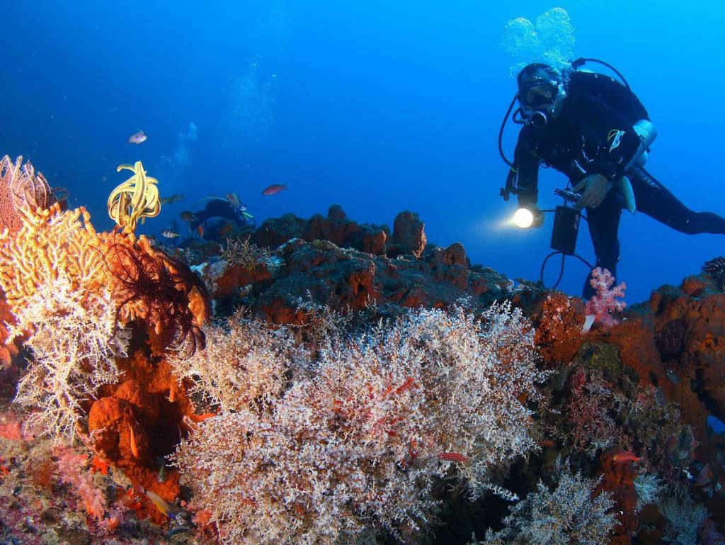 Menjangan Island Wall