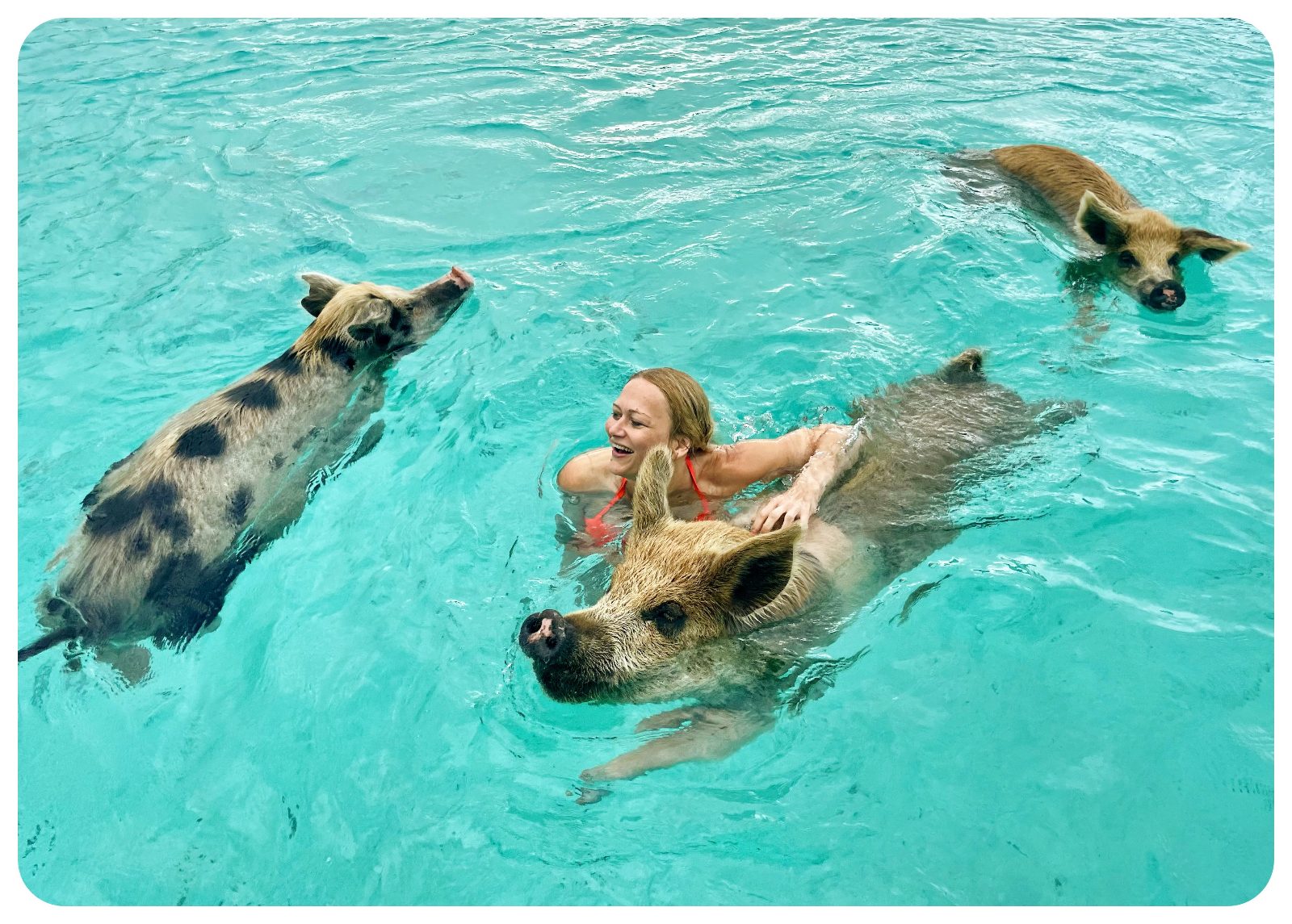 Pig Beach Excursion From Nassau