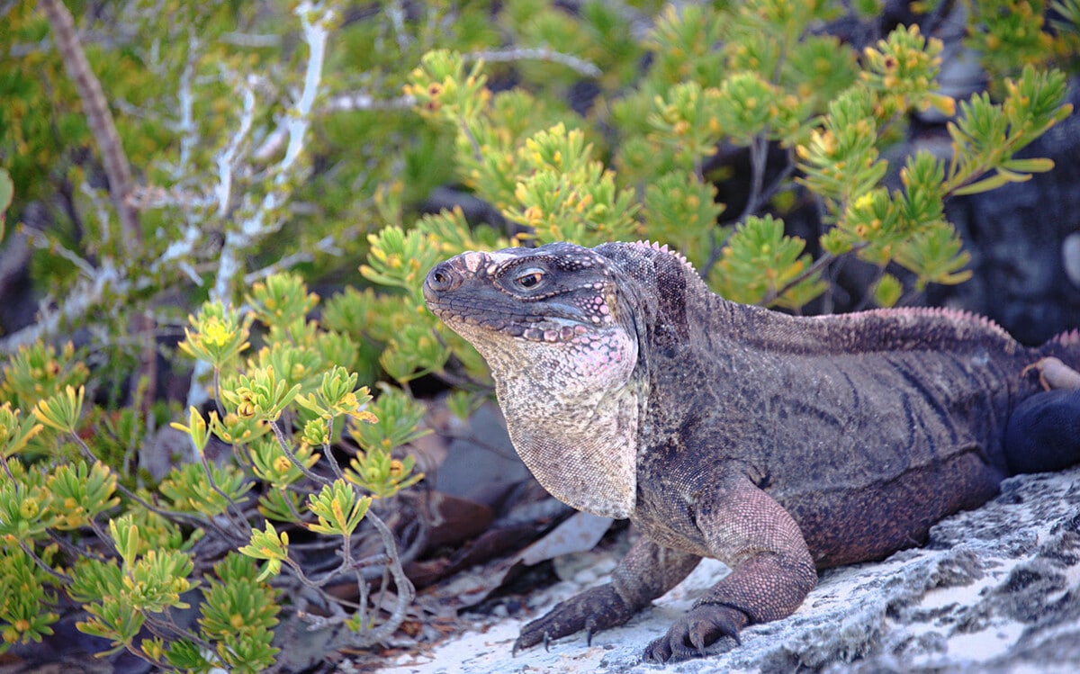 Bitter Guana Cay