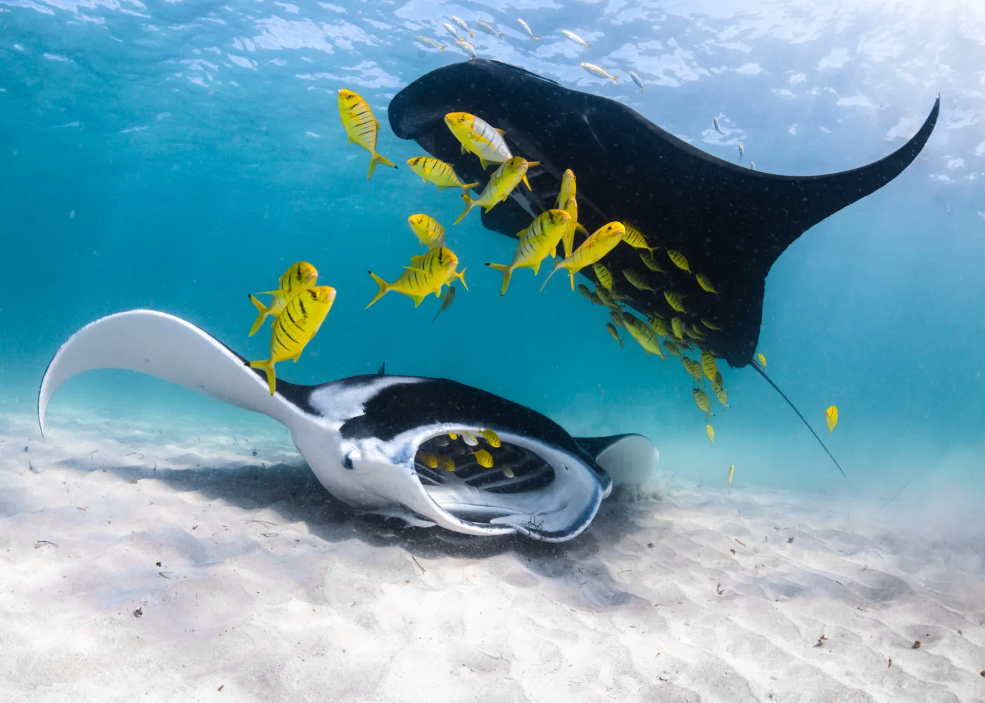 Manta Ray Bay