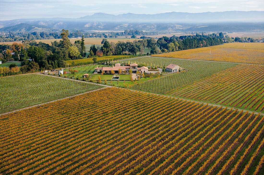 Napa Valley Vineyard Approach