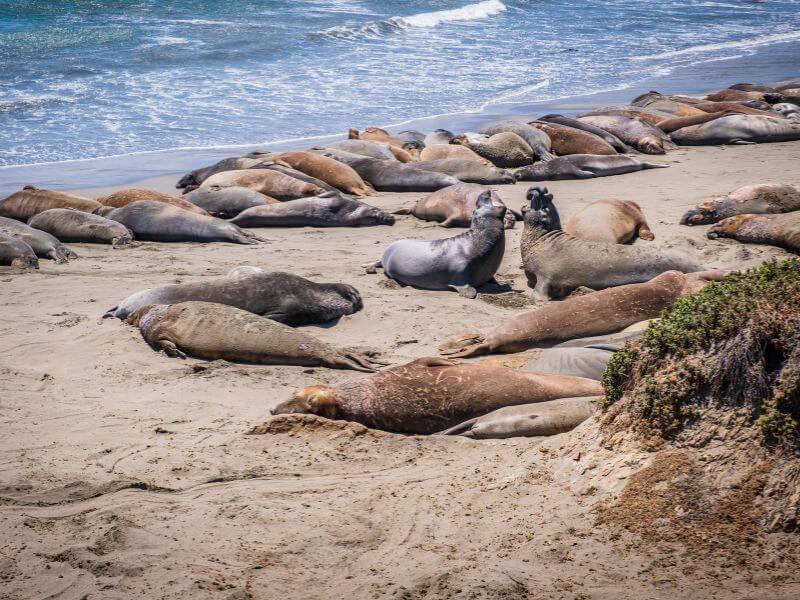 Elephant Seal Rookery