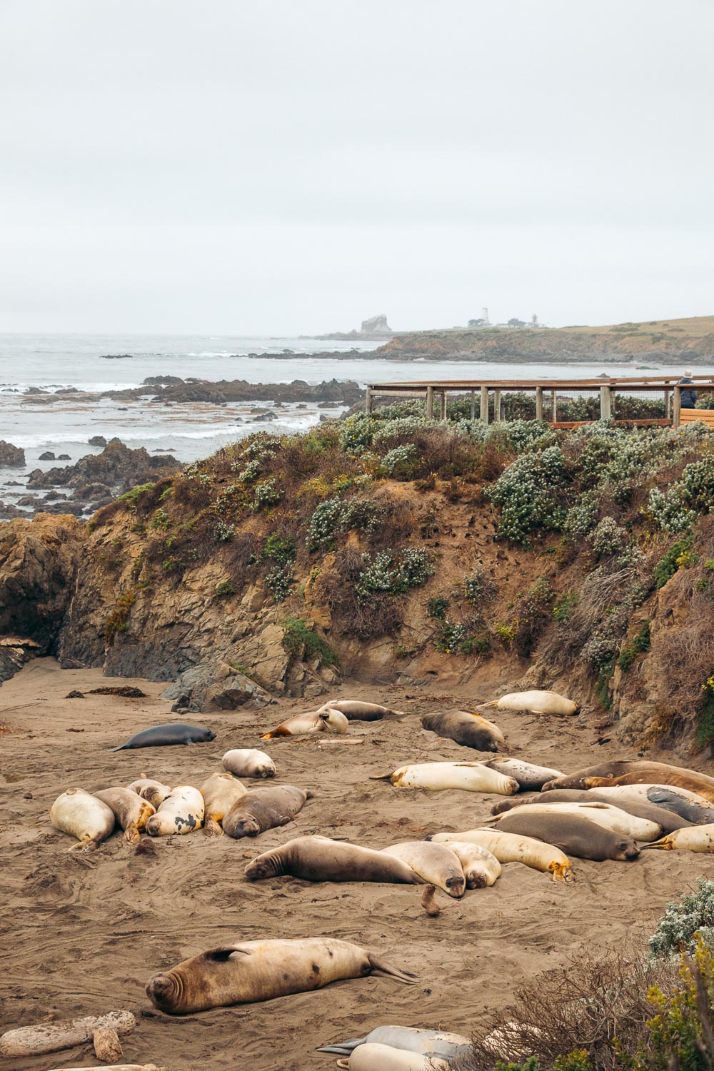 Elephant Seal Rookery
