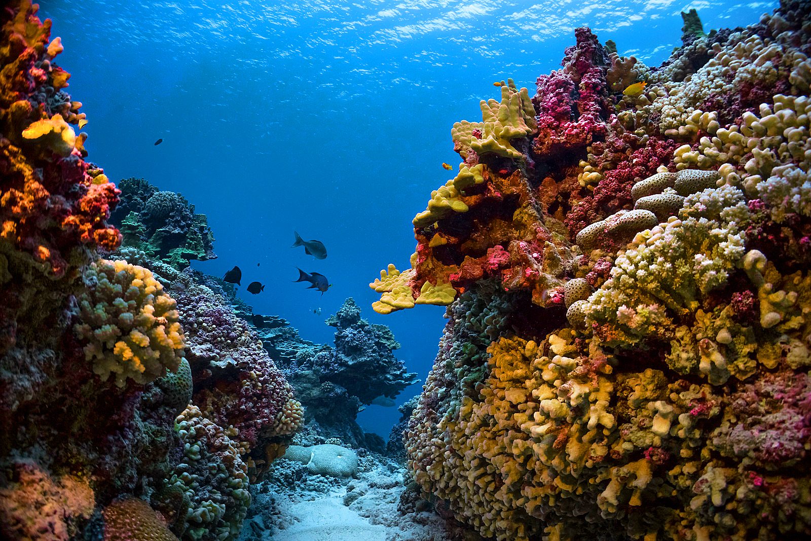 Coral Reef Gardens