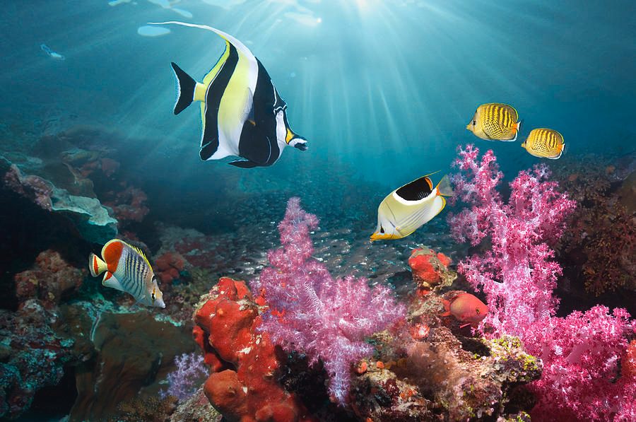 Snorkeling