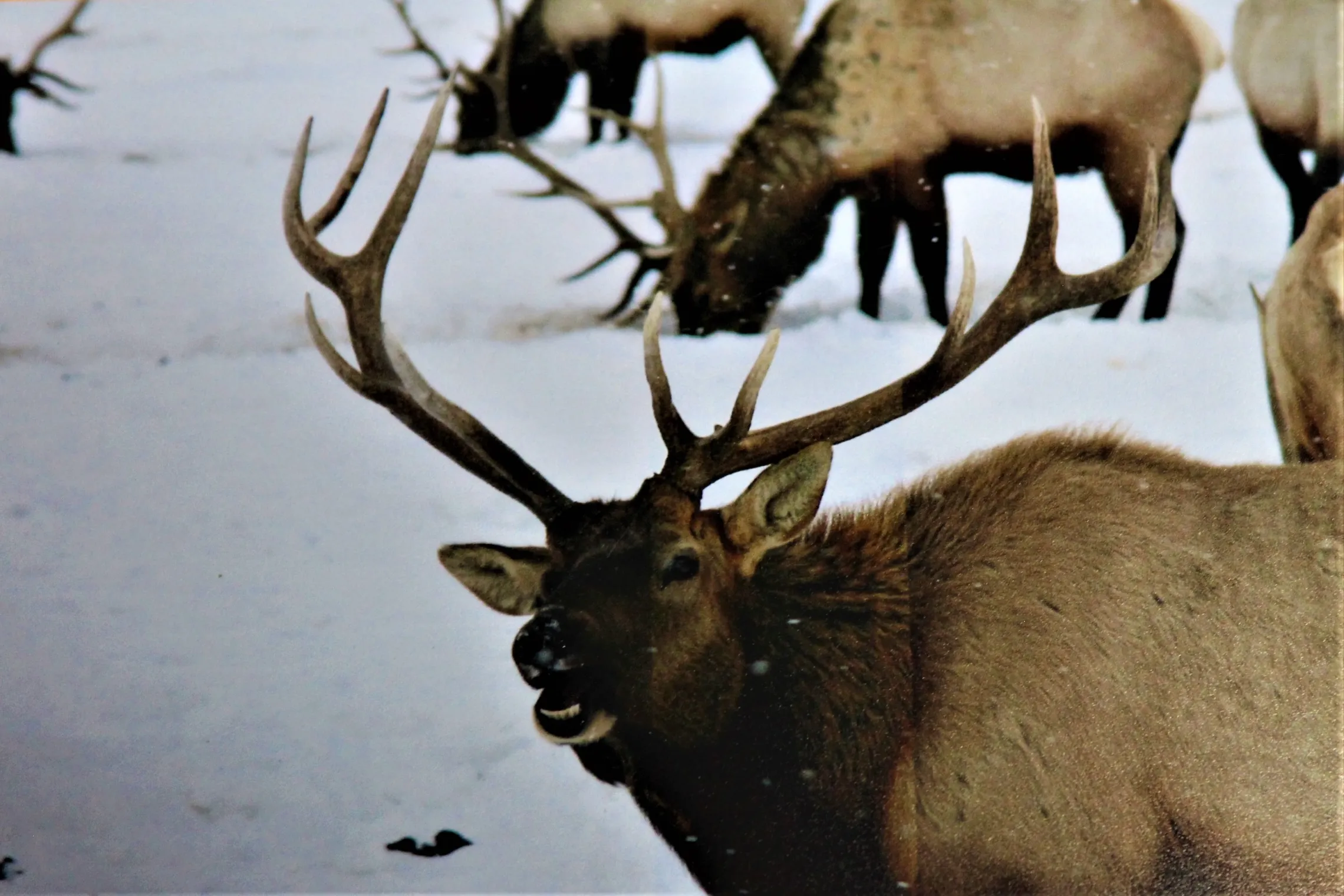 National Elk Refuge Sleigh Rides Tickets