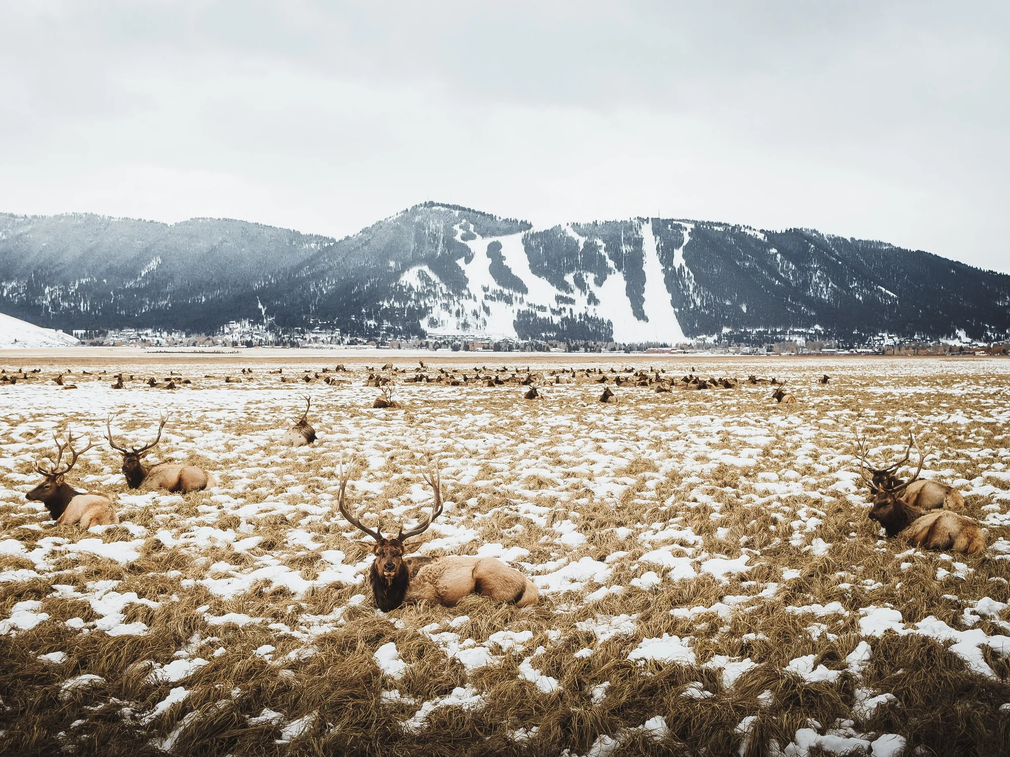 Teton Range Backdrop