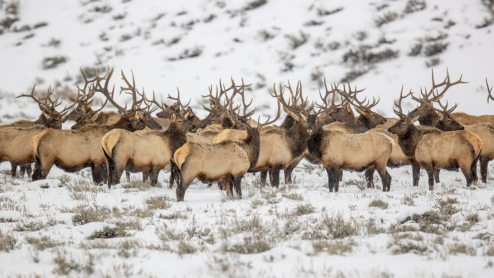 Elk Herd