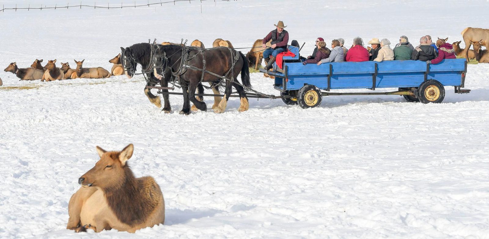 National Elk Refuge Sleigh Rides Jackson Hole