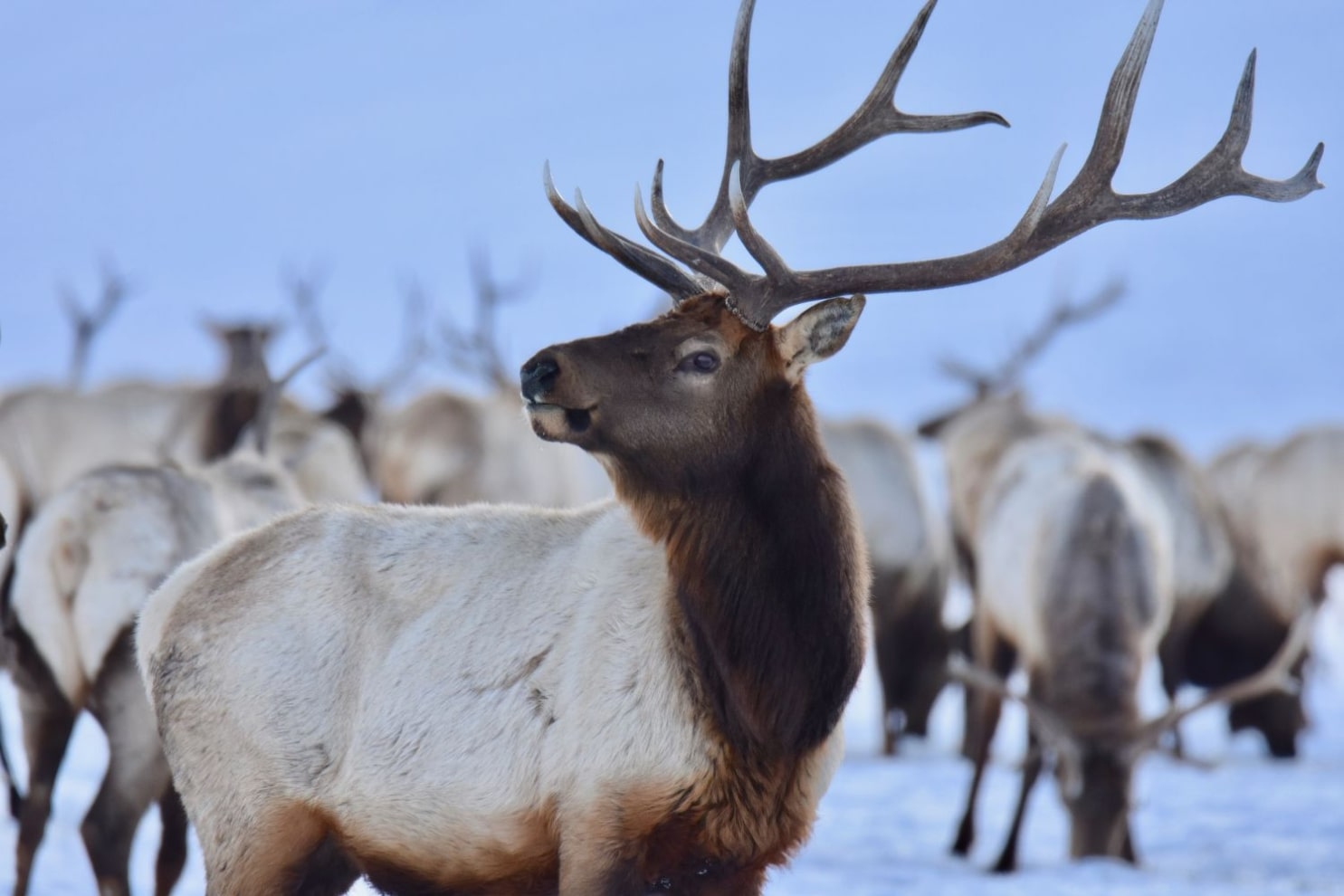 Wildlife Portraits