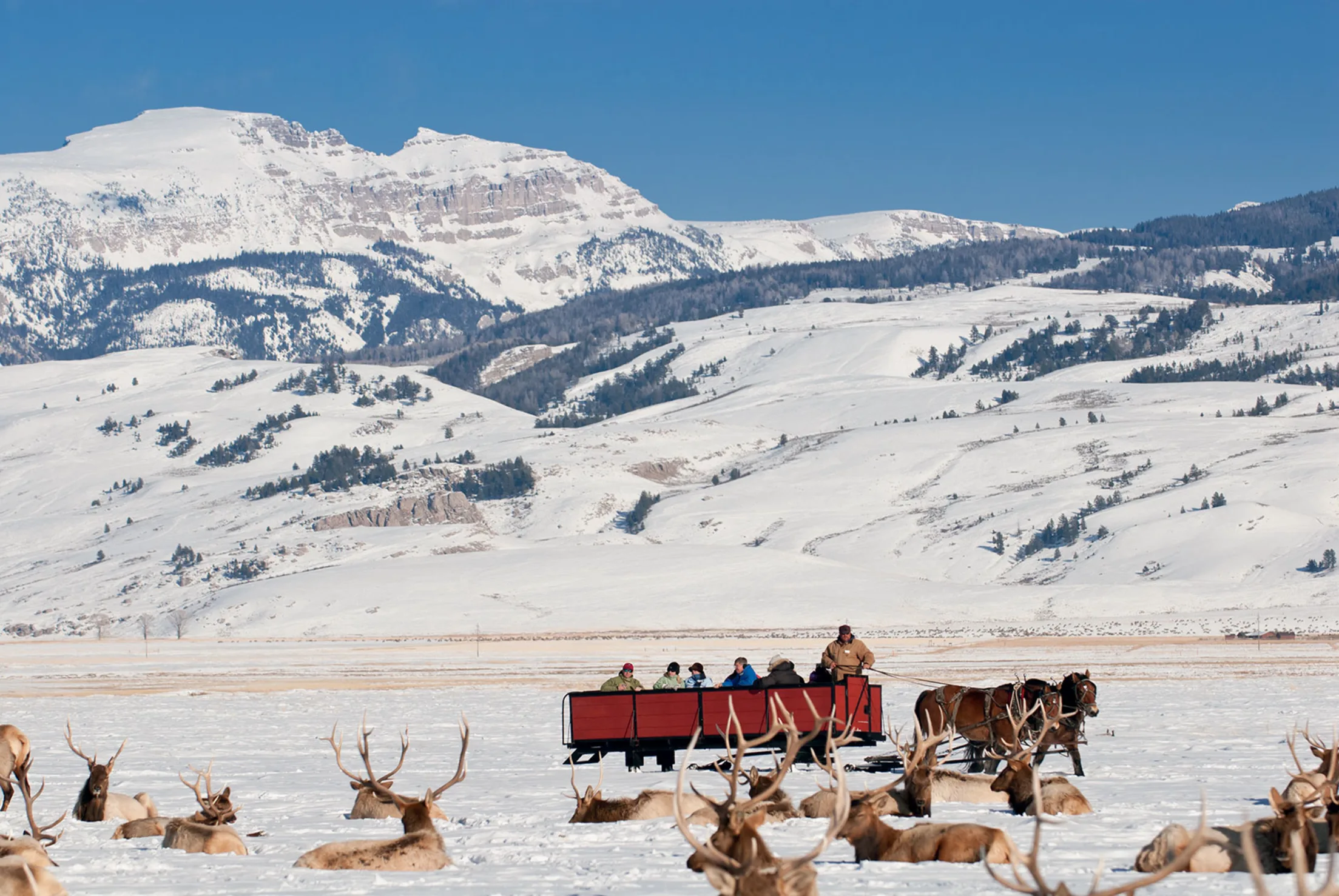 Sleigh Front View