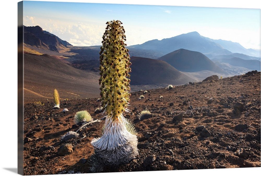 Silversword Garden