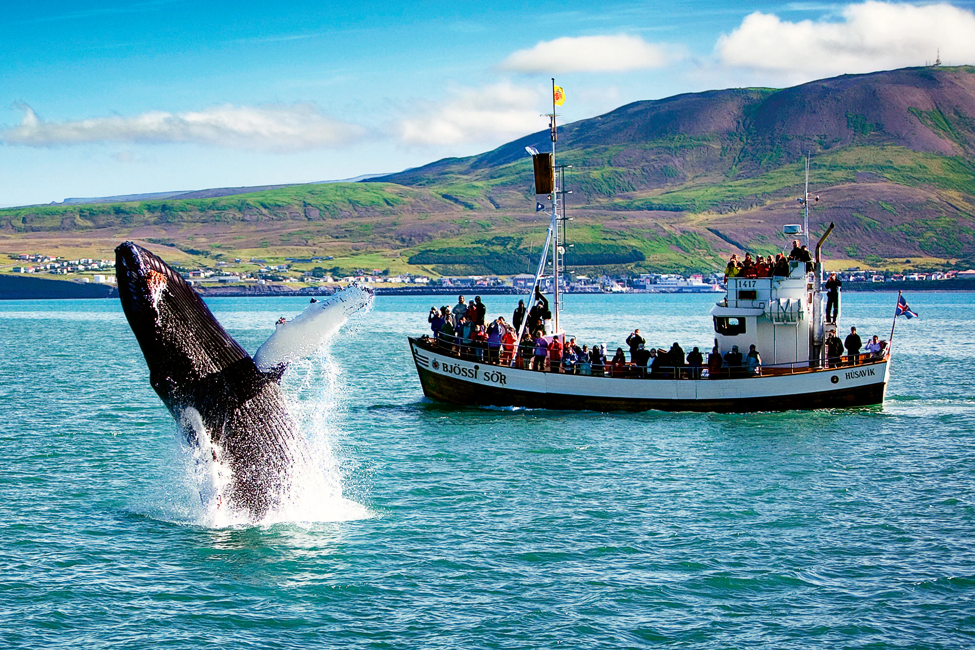 Akureyri Whale Watching Tours