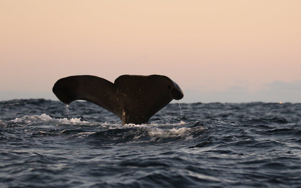 Whale Spotting