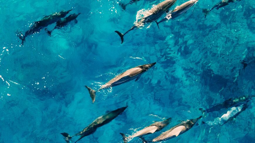 Pelagos Sanctuary Zone