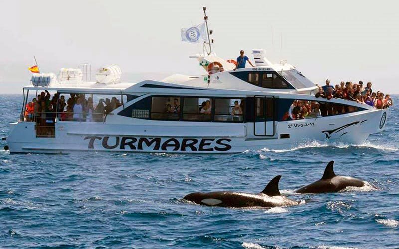 The Dolphin Tarifa Vessel