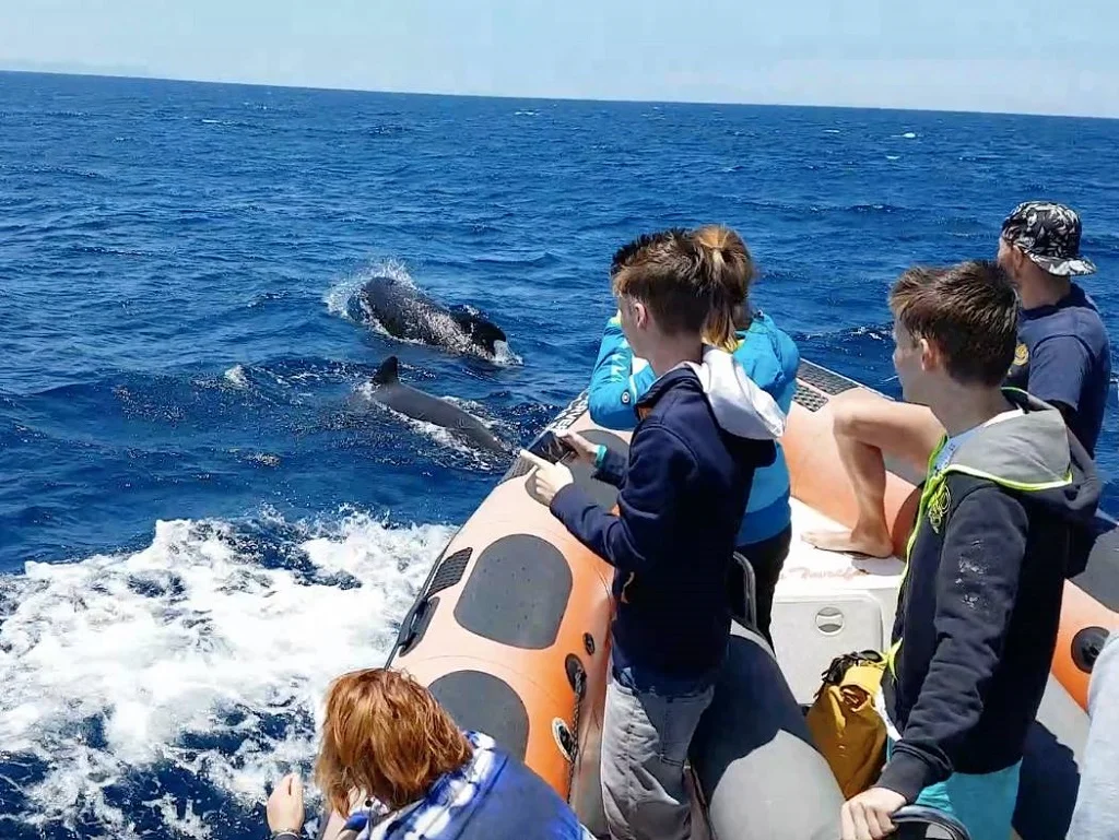 Tarifa Whale Watching Tours