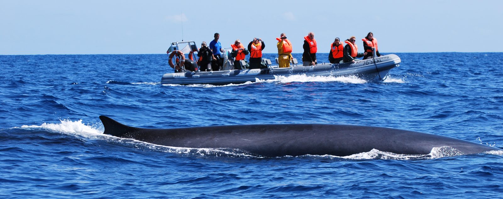 Ocean Search and Navigation