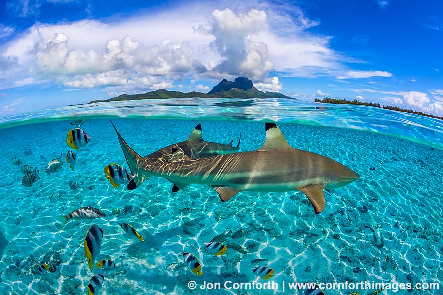 Shark Observation Point