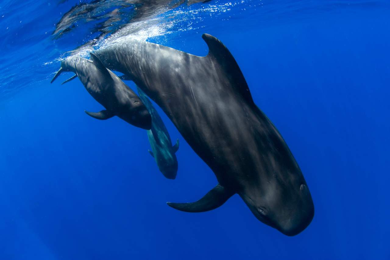 Sailing and Cetacean Spotting