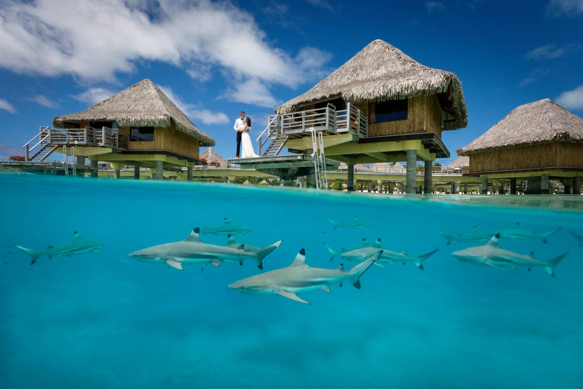 Stingray and Shark Sandbar