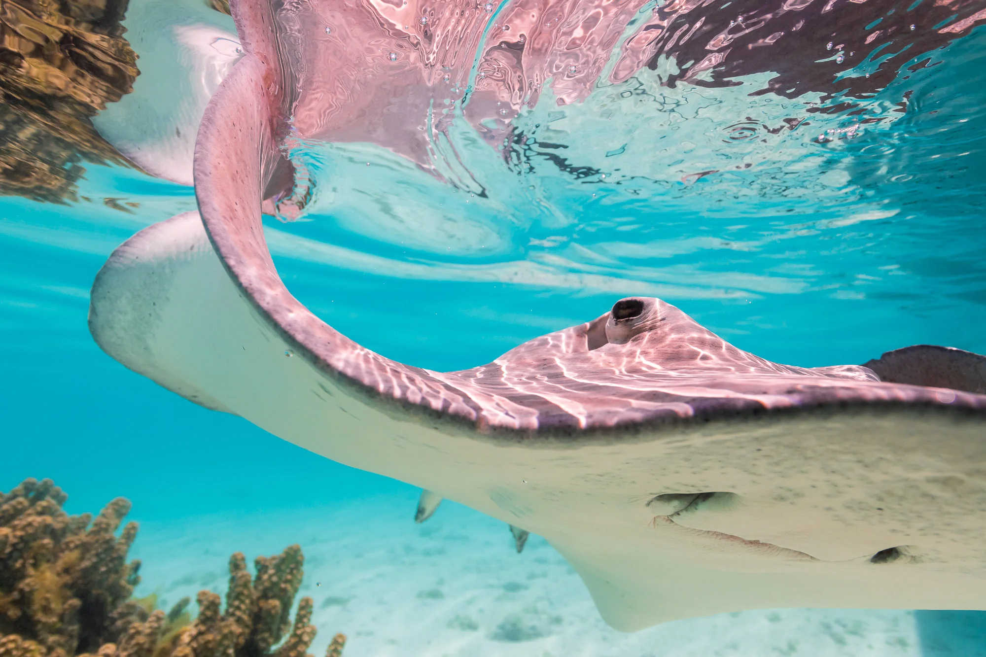 Bora Bora Private Snorkeling Tour