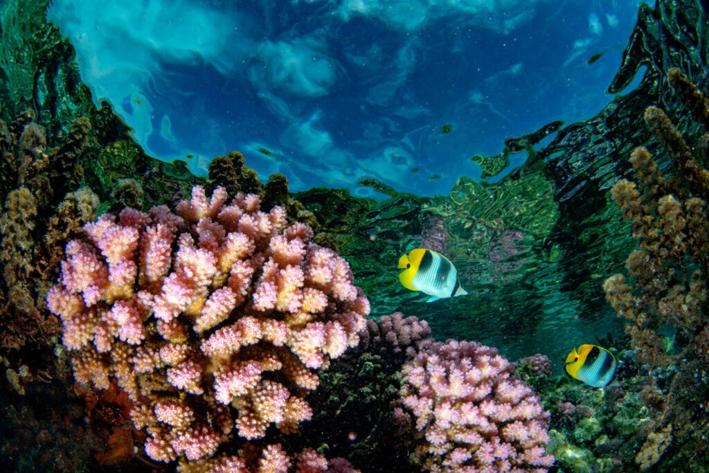 Coral Garden Corridor