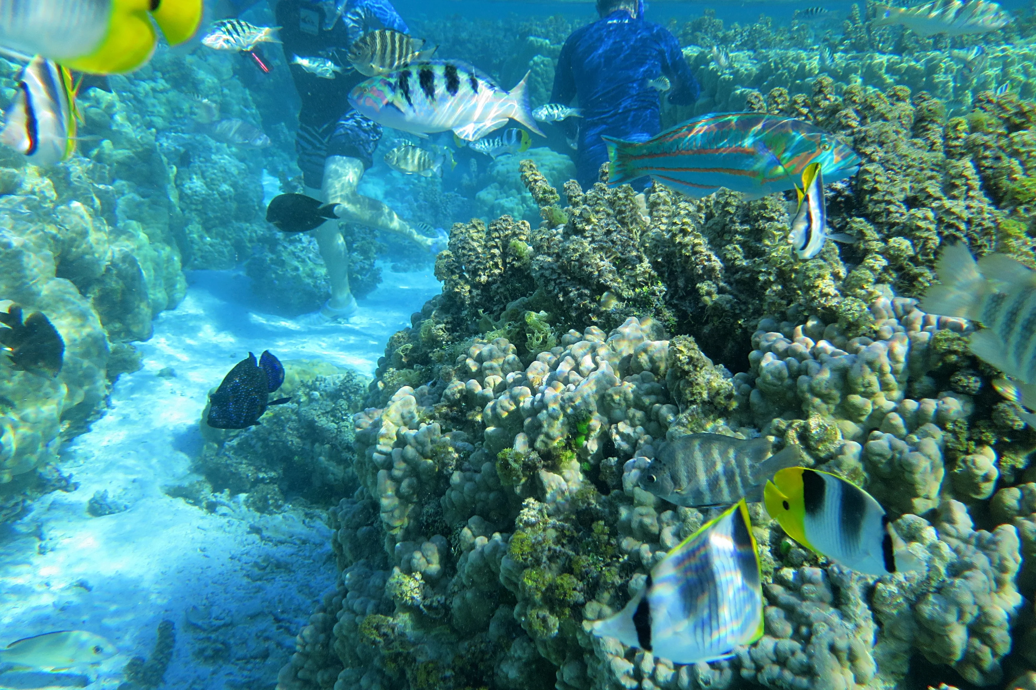Motu Tapu Coral Gardens