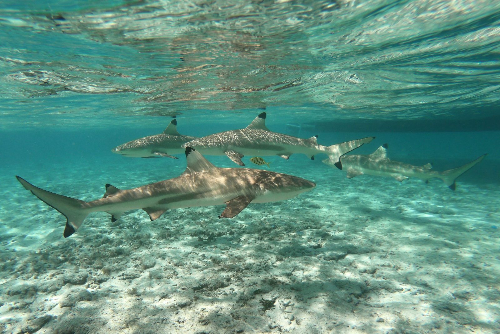 Bora Bora Snorkeling With Sharks