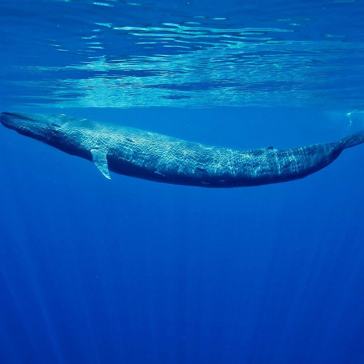 Ocean Search and Sighting