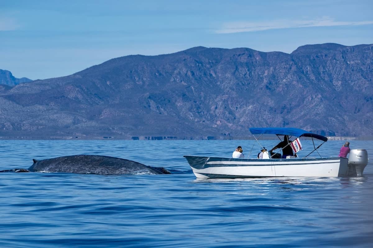 Trincomalee Whale Watching Tours