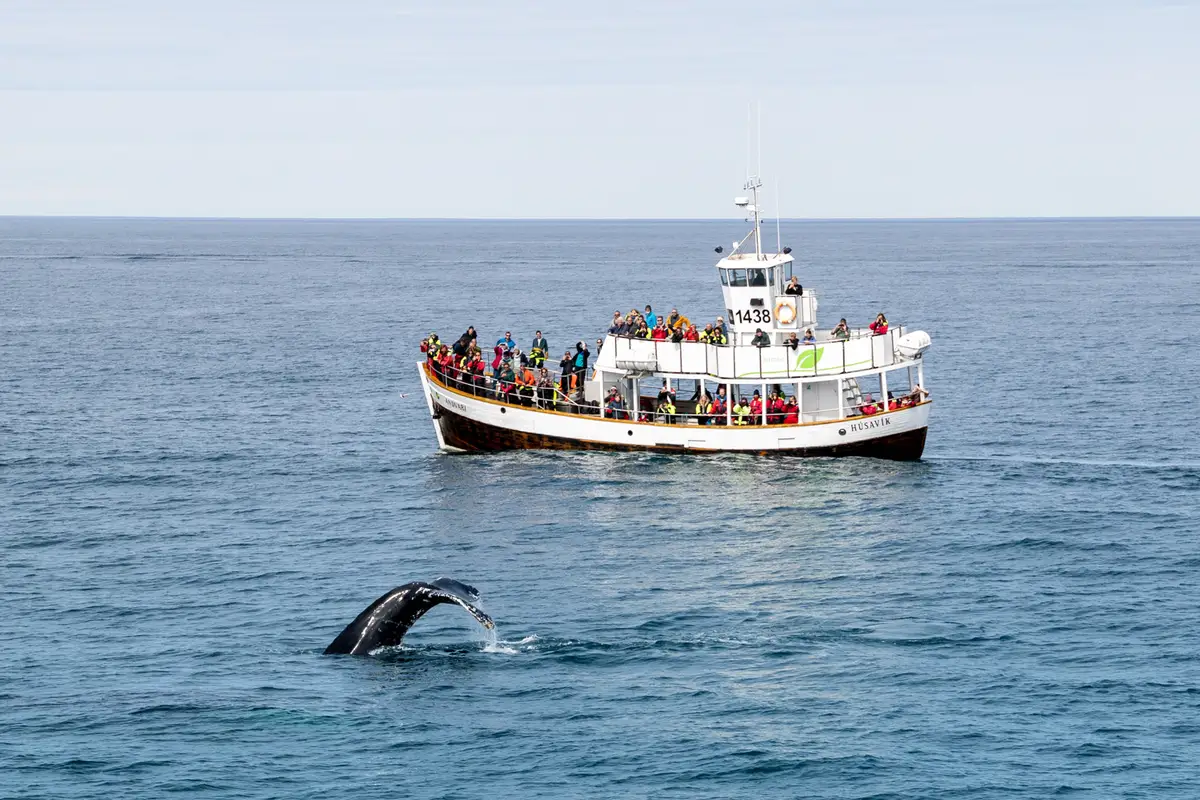 Return to Húsavík Harbor