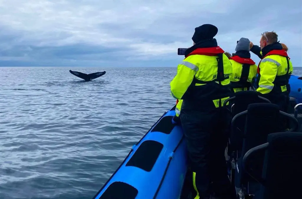 Husavik Rib Boat Whale Watching Tours