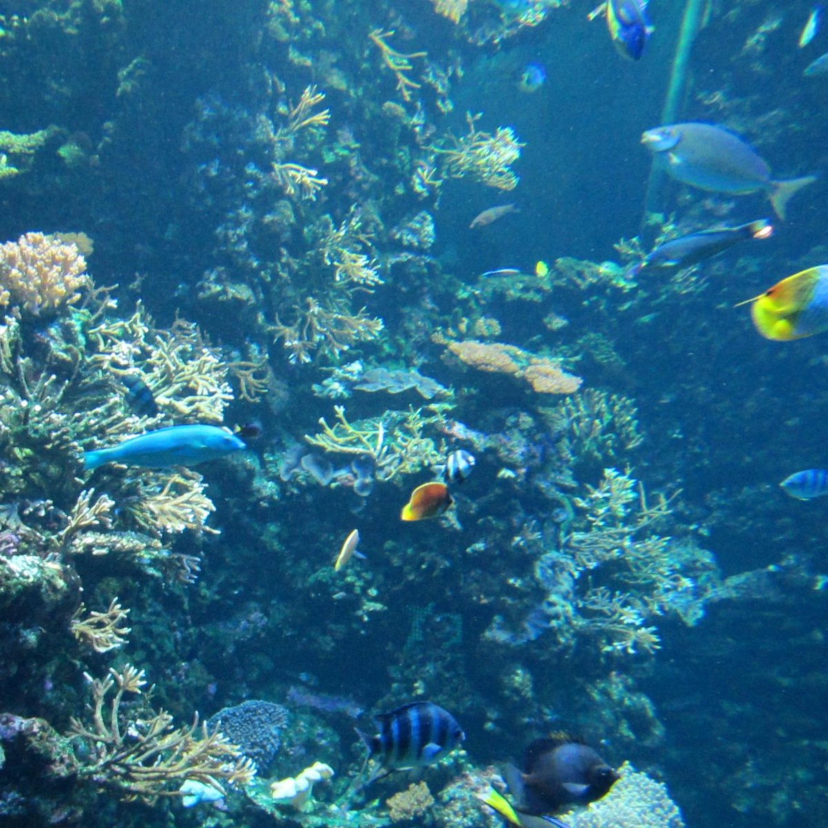 Aquarium de La Réunion