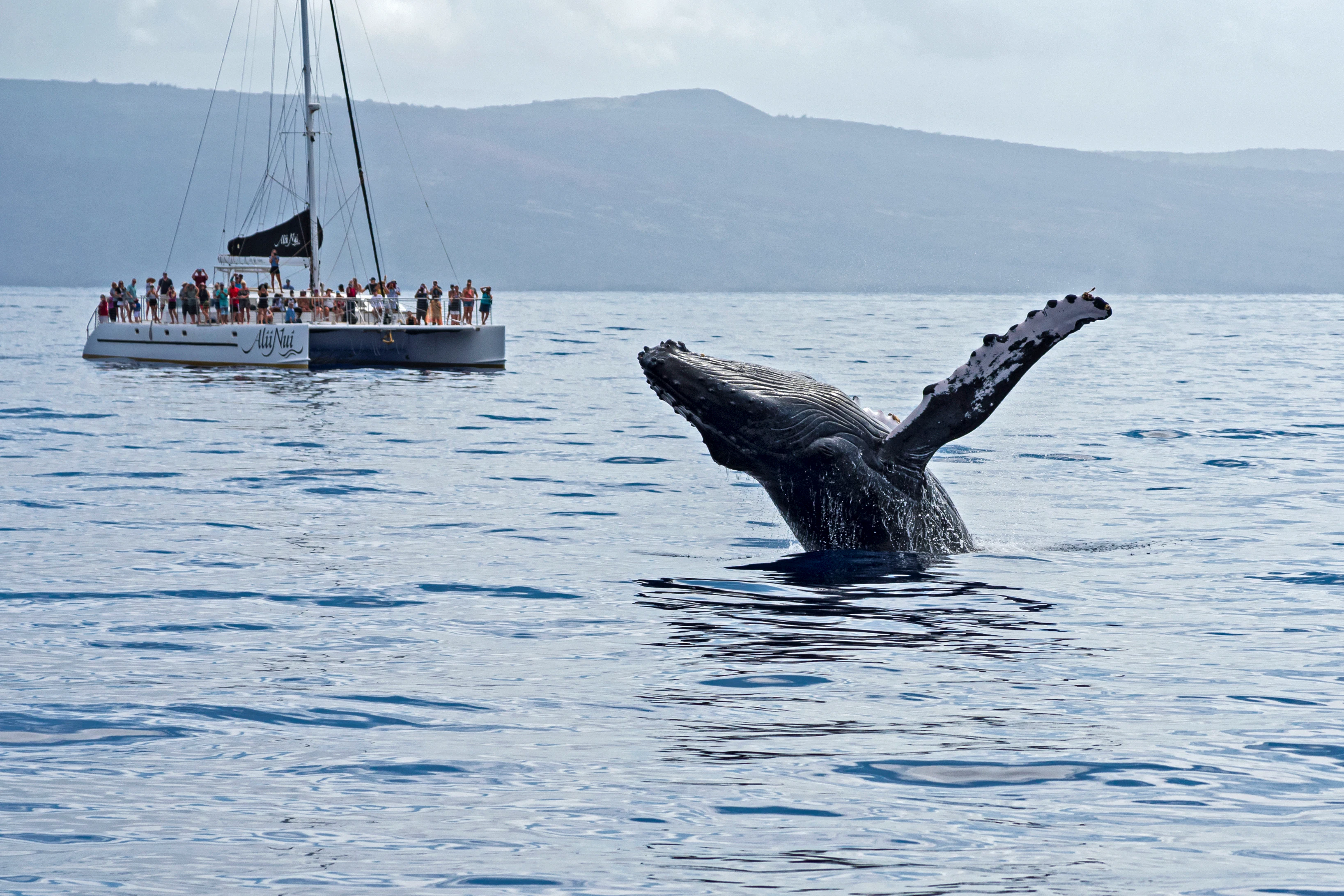 Reunion Island Whale Watching Tours